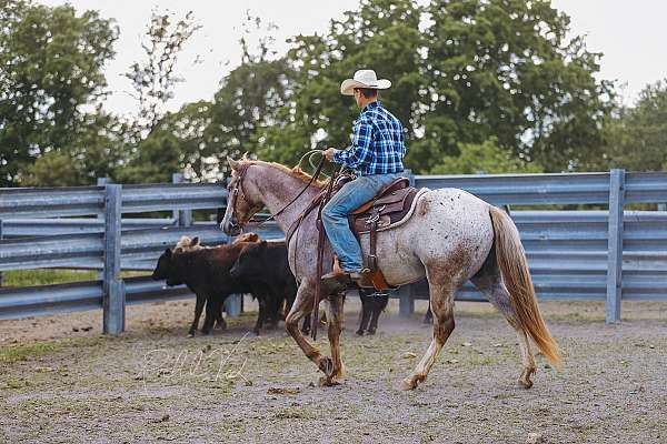 ranch-work-appaloosa-horse