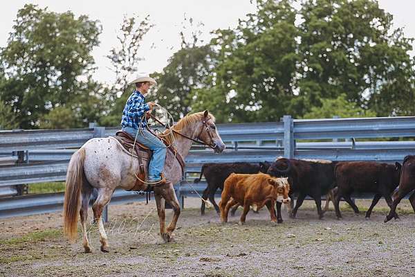 roping-appaloosa-horse