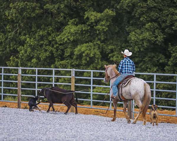 show-appaloosa-horse