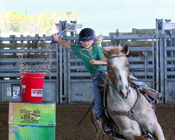 trail-appaloosa-horse