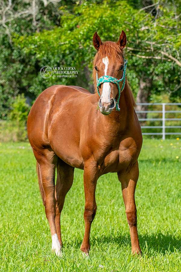 all-around-quarter-horse