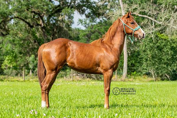 barrel-racing-quarter-horse