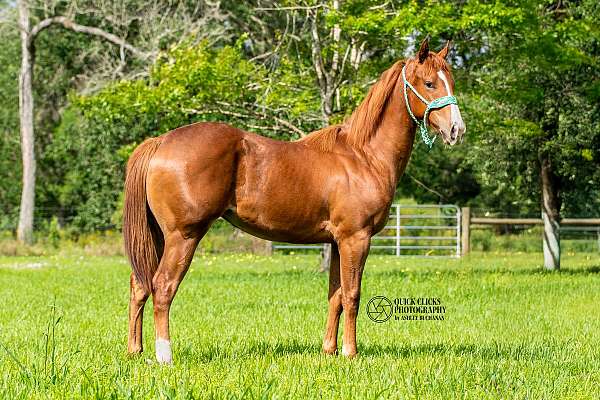 barrel-quarter-horse