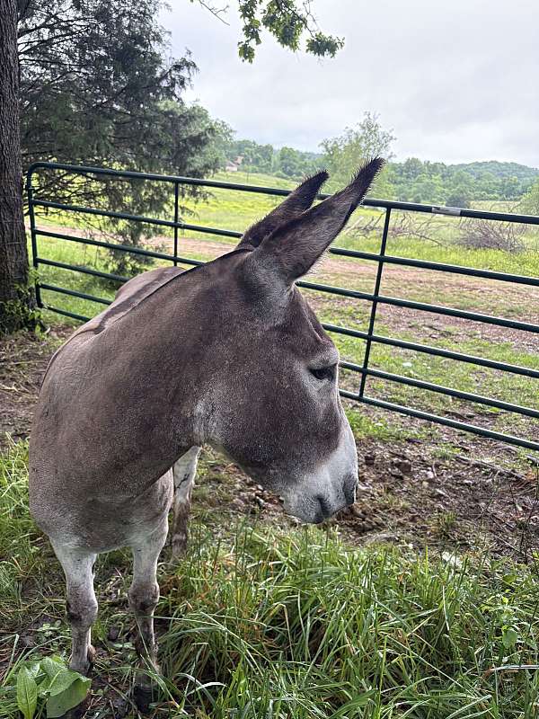 dorsal-stripe-cross-over-withers-donkey