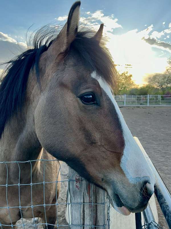 western-dressage-pinto-horse