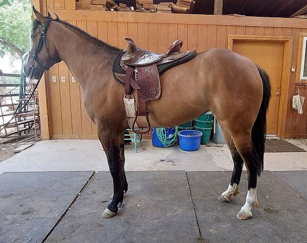 dun-w-blk-points-working-equitation-horse