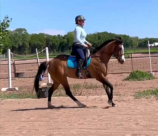 working-equitation-pinto-horse