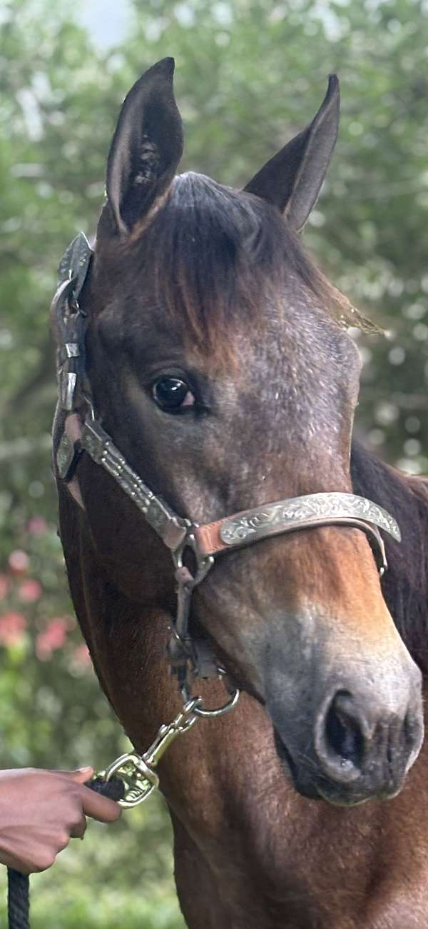 jumper-appaloosa-appendix-horse