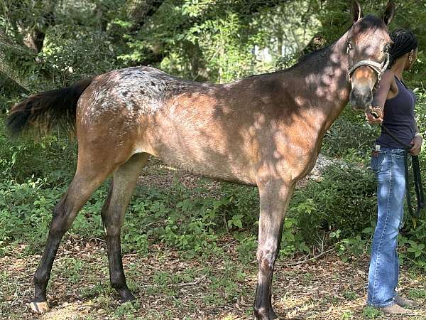 stallion-appaloosa-appendix-horse