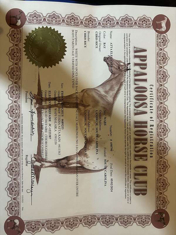 bay-appaloosa-appendix-filly