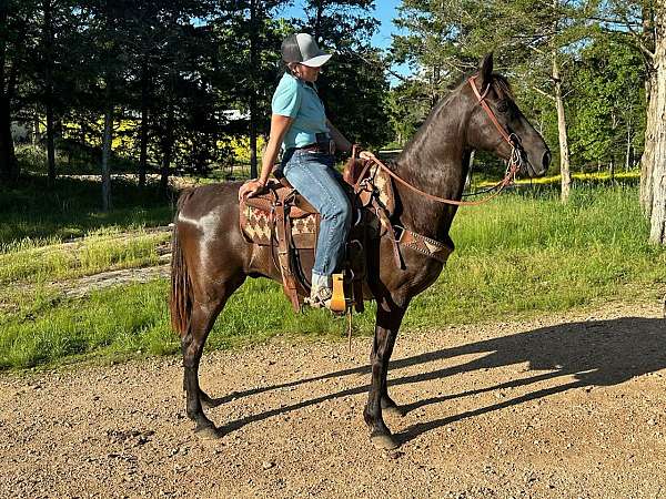 husband-safe-tennessee-walking-horse