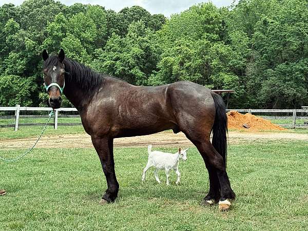 bay-draft-gelding