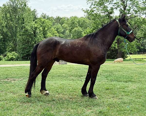 16-hand-draft-gelding