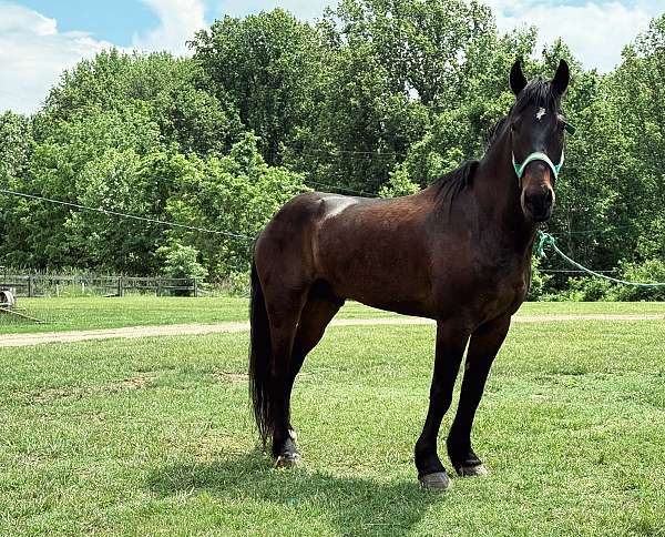 bay-gelding-for-sale
