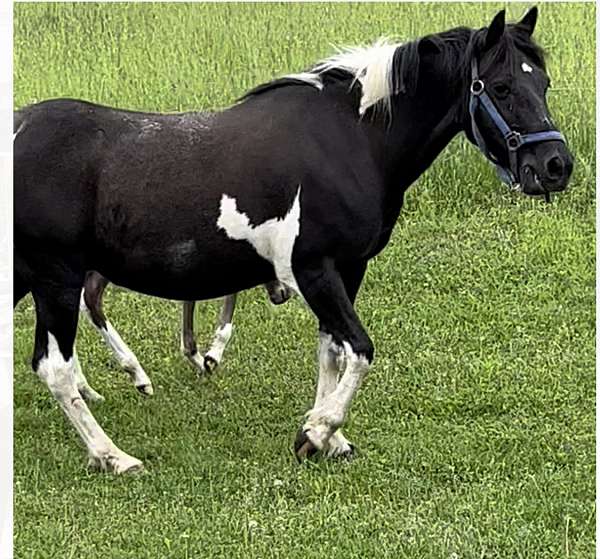 dark-brown-white-horse