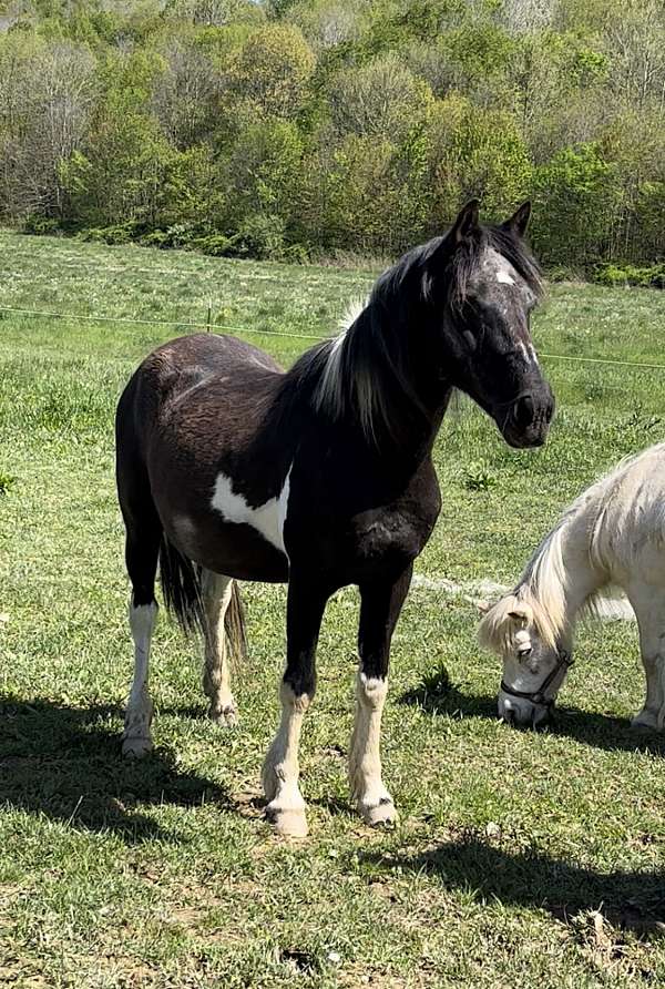 breeding-paint-horse