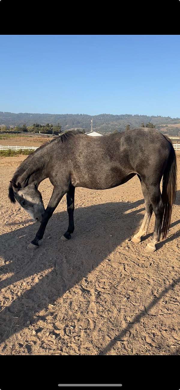 affordable-andalusian-horse