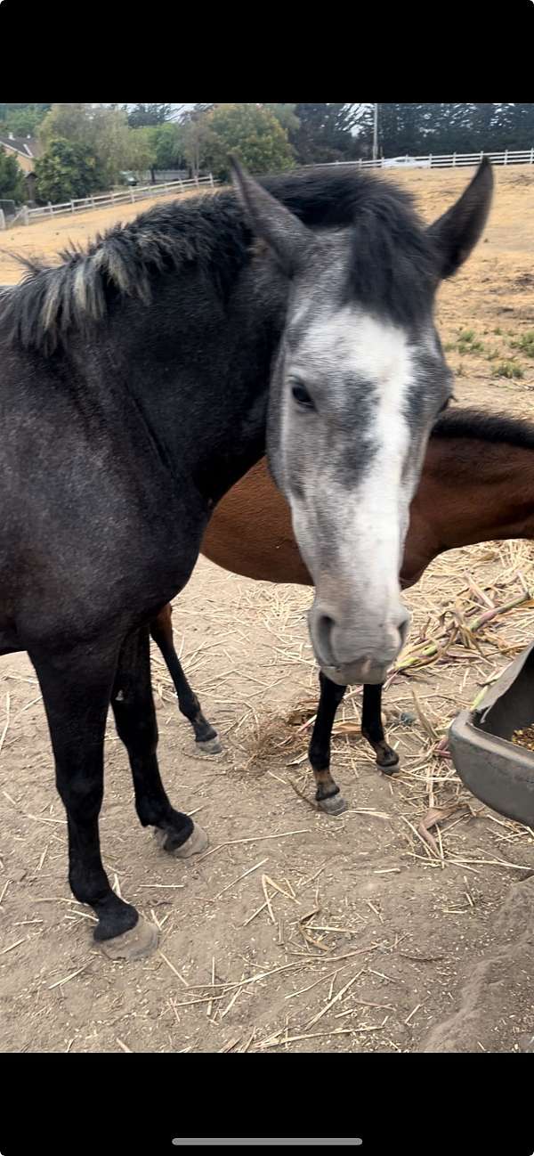 all-around-andalusian-horse