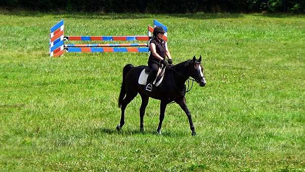 schoolma-thoroughbred-horse