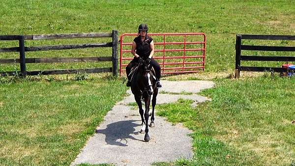 bay-schoolma-horse
