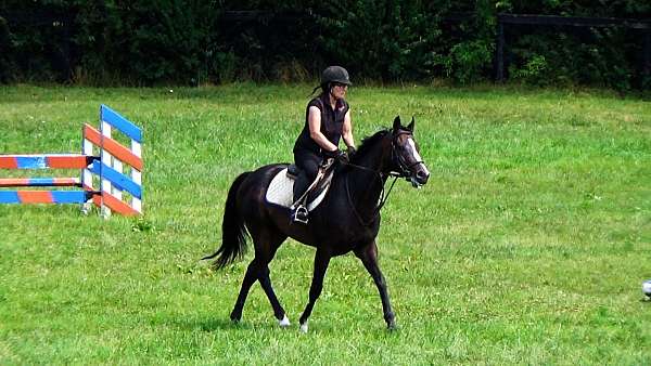 schoolma-gelding