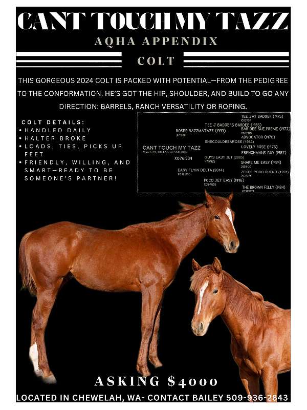 tee-jay-badger-quarter-horse