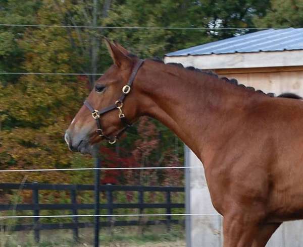 grey-filly-for-sale