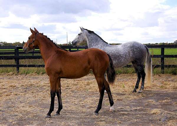 15-hand-andalusian-horse