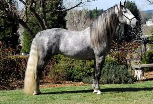 grey-andalusian-horse