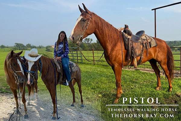 star-rh-fetlock-pony