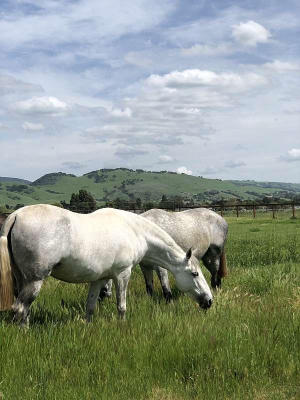 15-hand-andalusian-mare