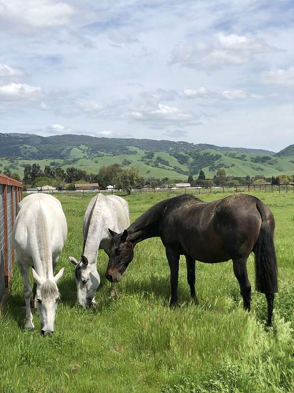 15-hand-andalusian-horse