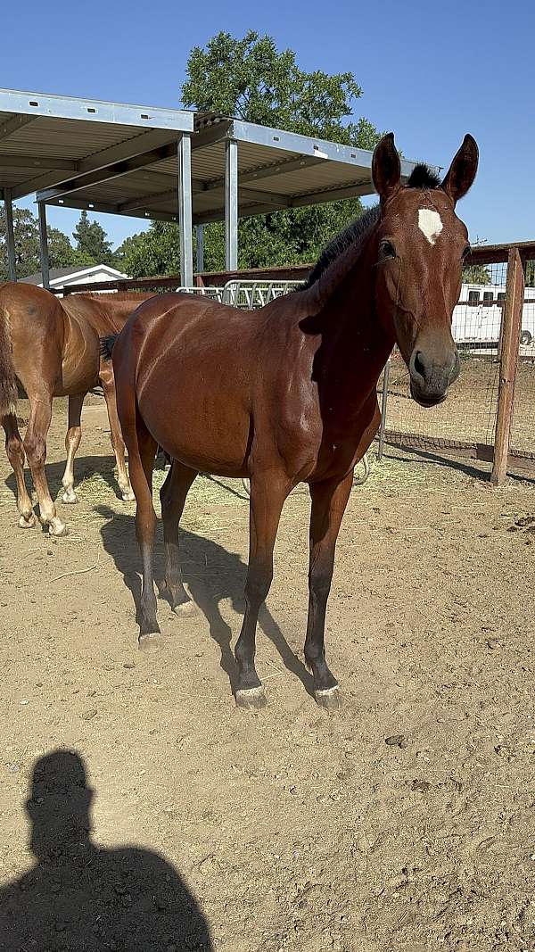 15-hand-mare