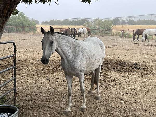 available-andalusian-horse