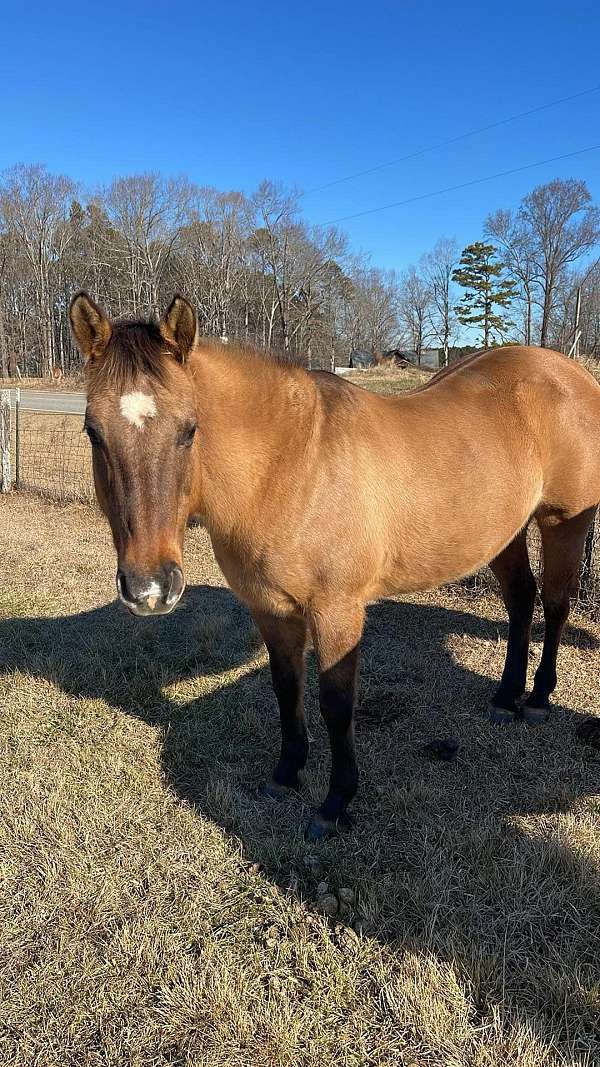 dun-lesson-trail-horse