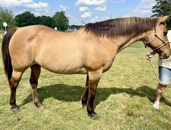 lesson-trail-quarter-horse