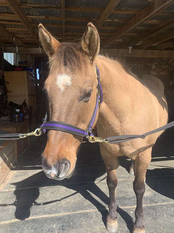 dun-quarter-horse-mare