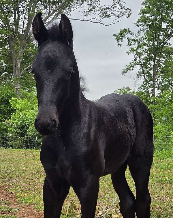 friesian-for-sale-colt