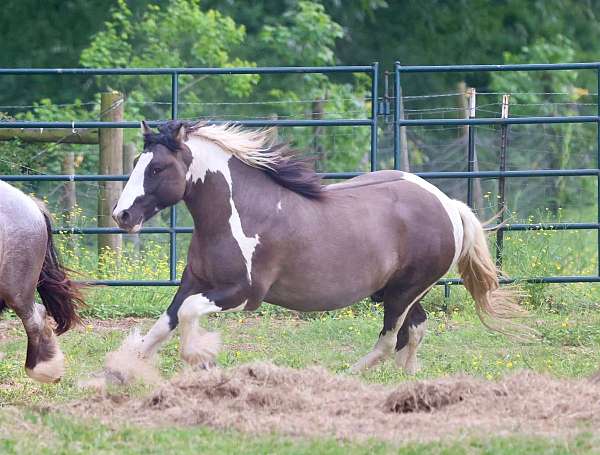 grulla-ghra-stallion