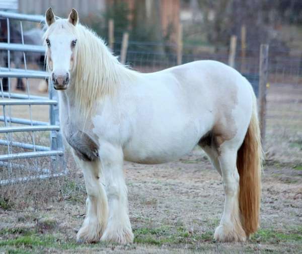 flashy-gypsy-vanner-horse
