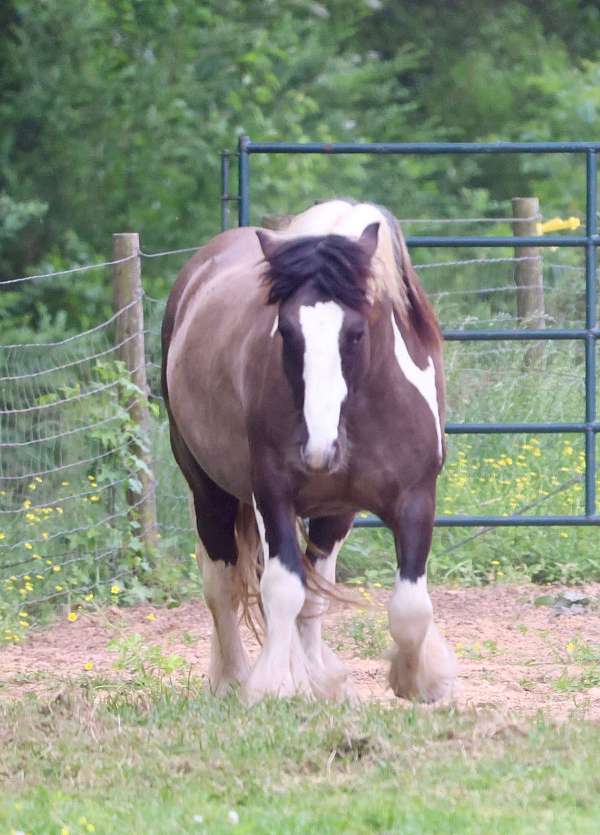 tobiano-horse