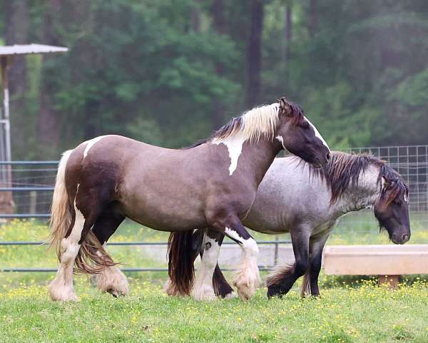grulla-tobiano-horse