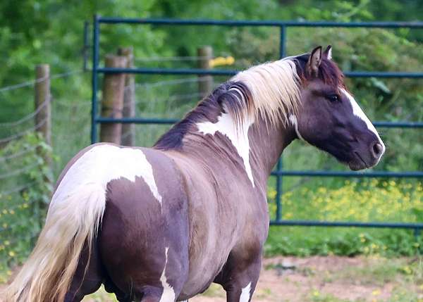 breeding-gypsy-vanner-horse
