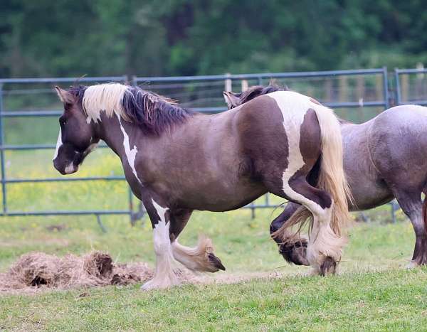 draft-gypsy-vanner-horse
