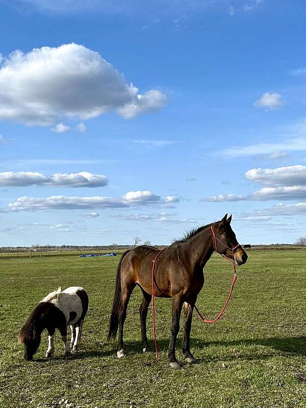 dependable-arabian-horse