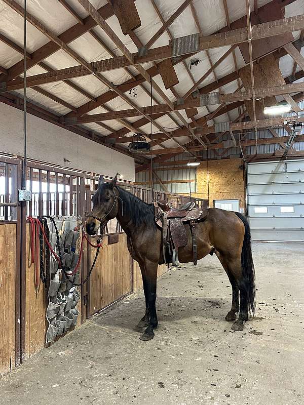 hank-arabian-horse