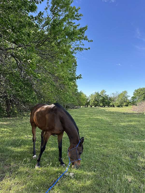 listens-arabian-horse