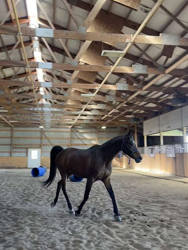 pace-arabian-horse