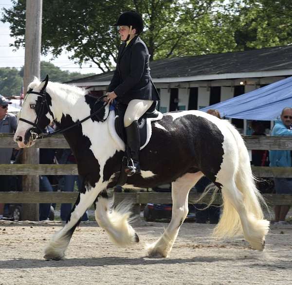 all-around-gypsy-vanner-horse