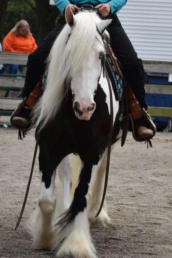 blue-eyed-gypsy-vanner-horse